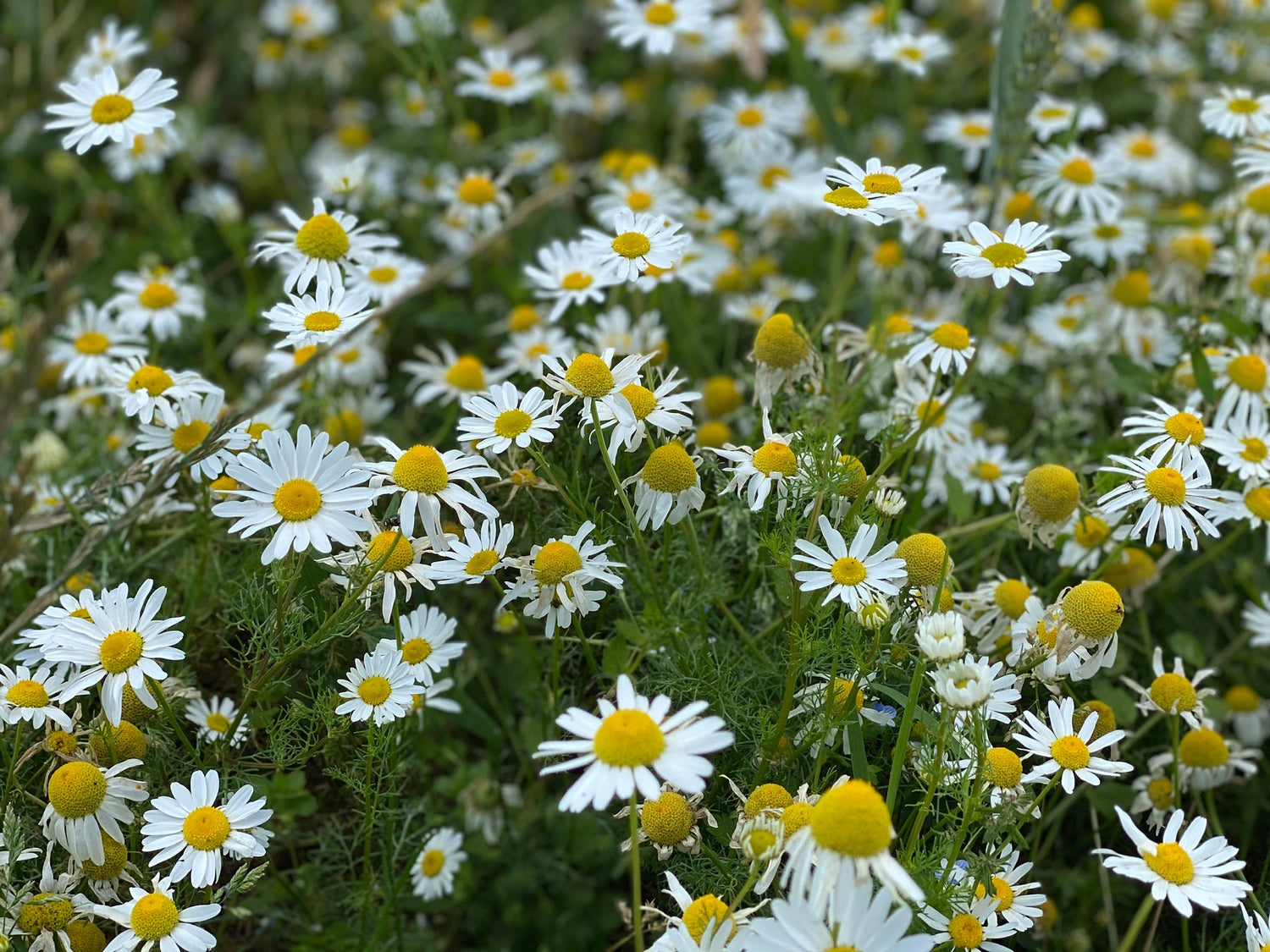 Shakespeare's Garden