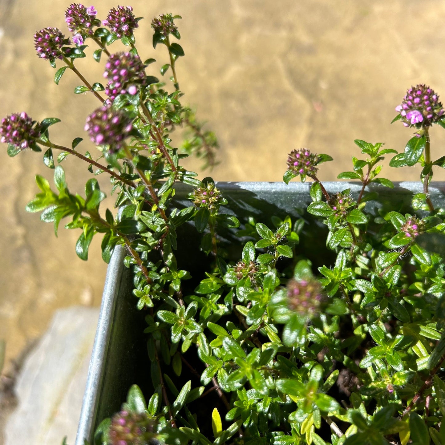 Herbal Pillow: Thyme