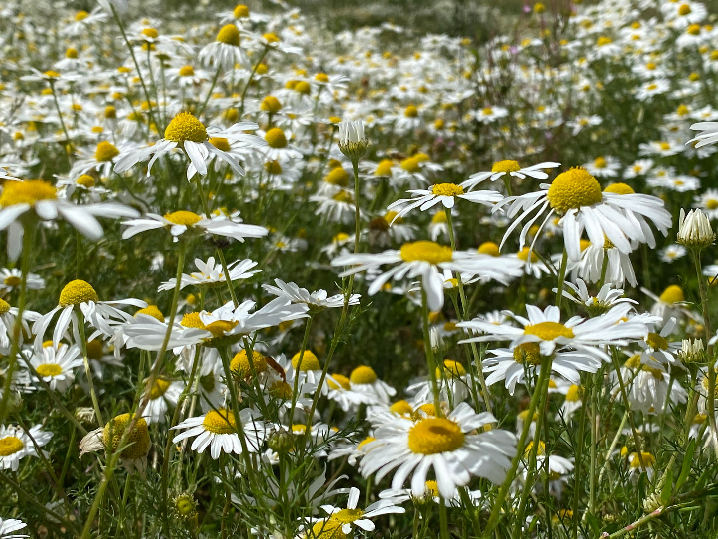 Herbal Pillow: Camomile