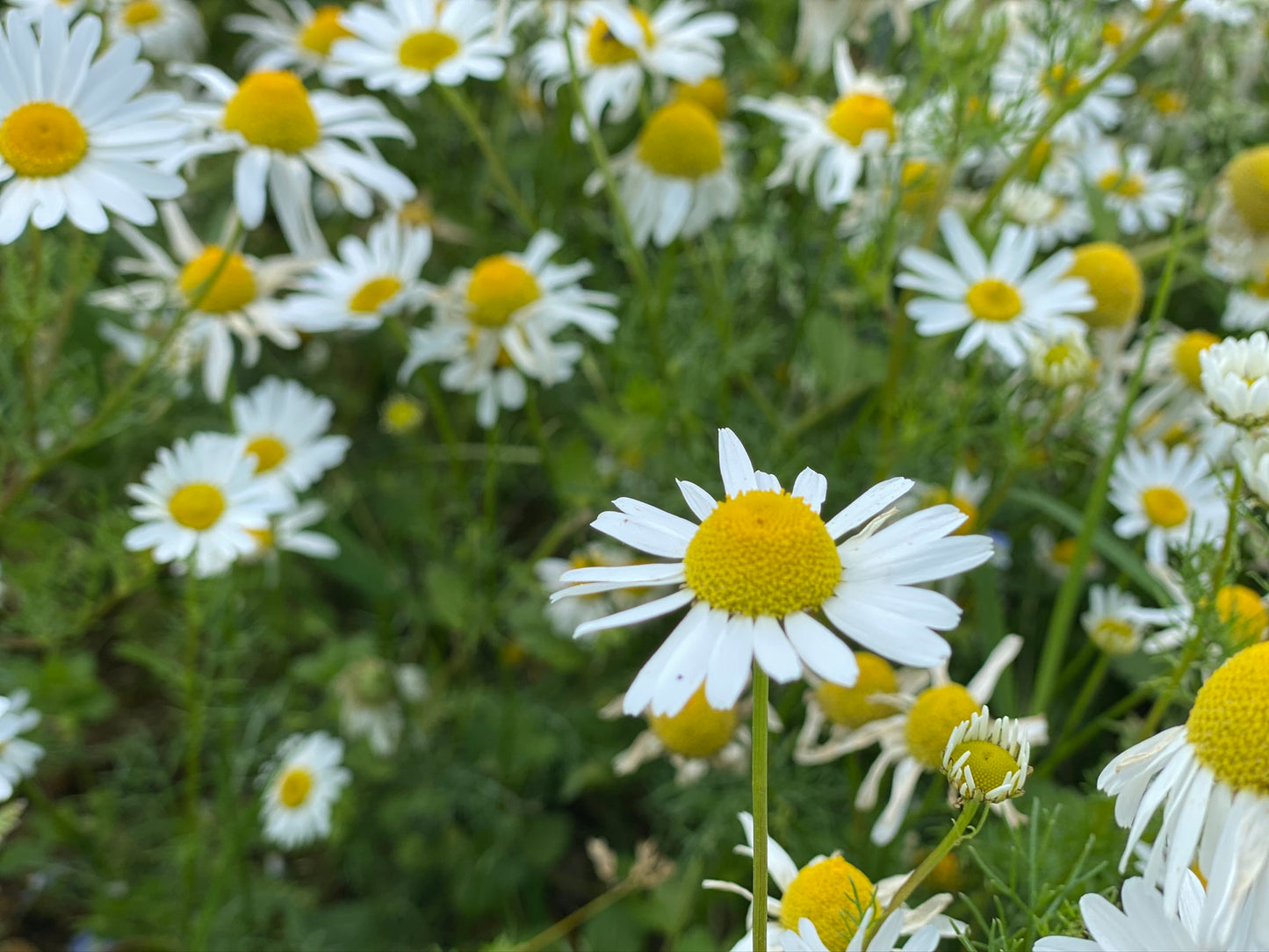 Herbal Pillow: Camomile