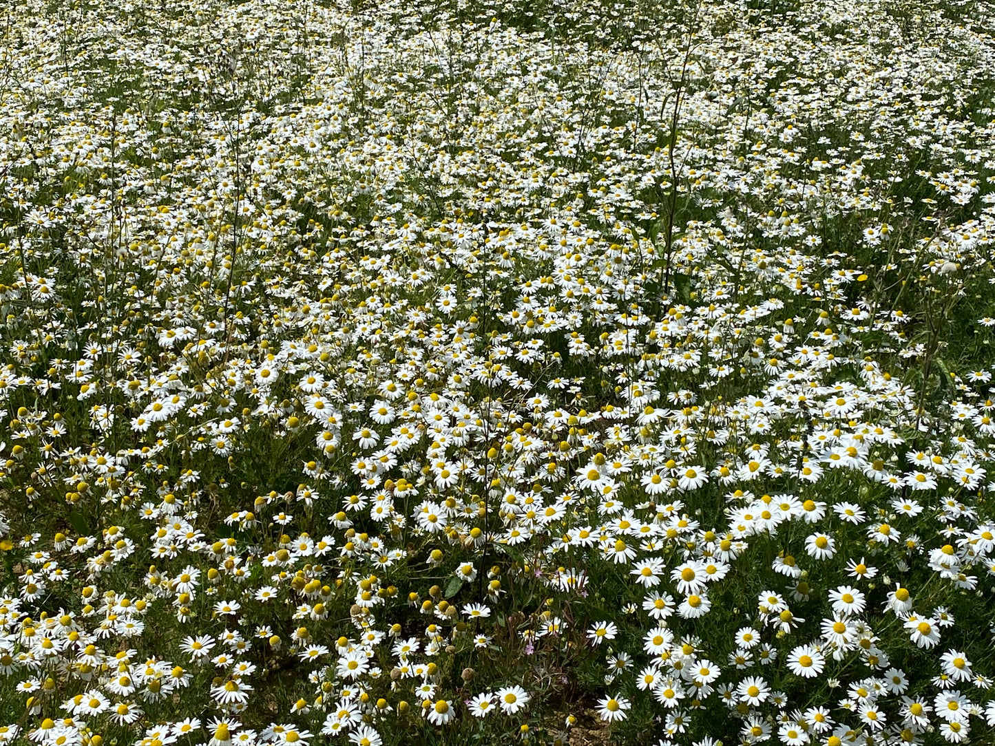 Herbal Pillow: Camomile