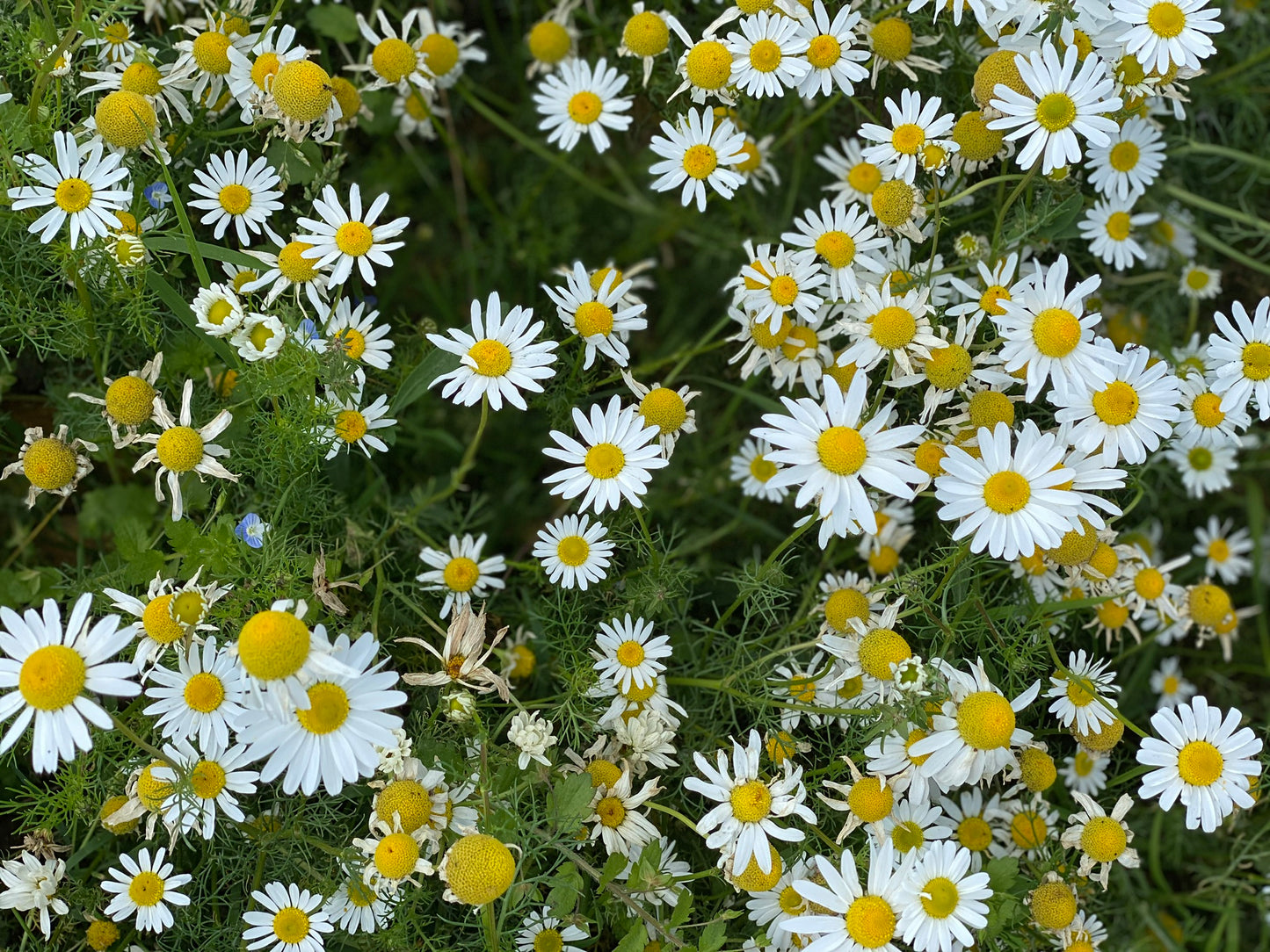 Herbal Pillow: Camomile