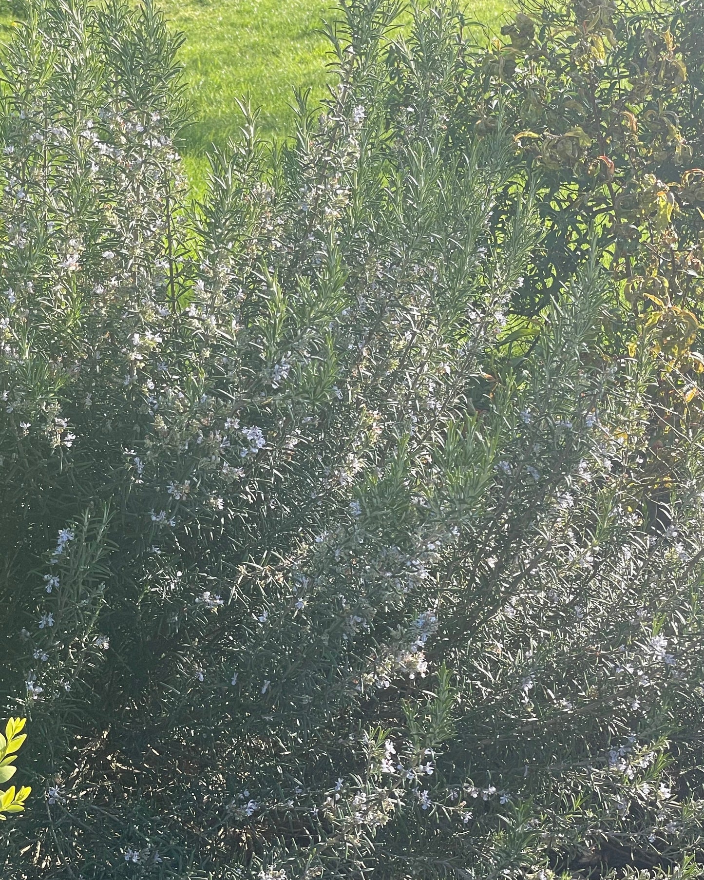 Herbal Pillow: Rosemary