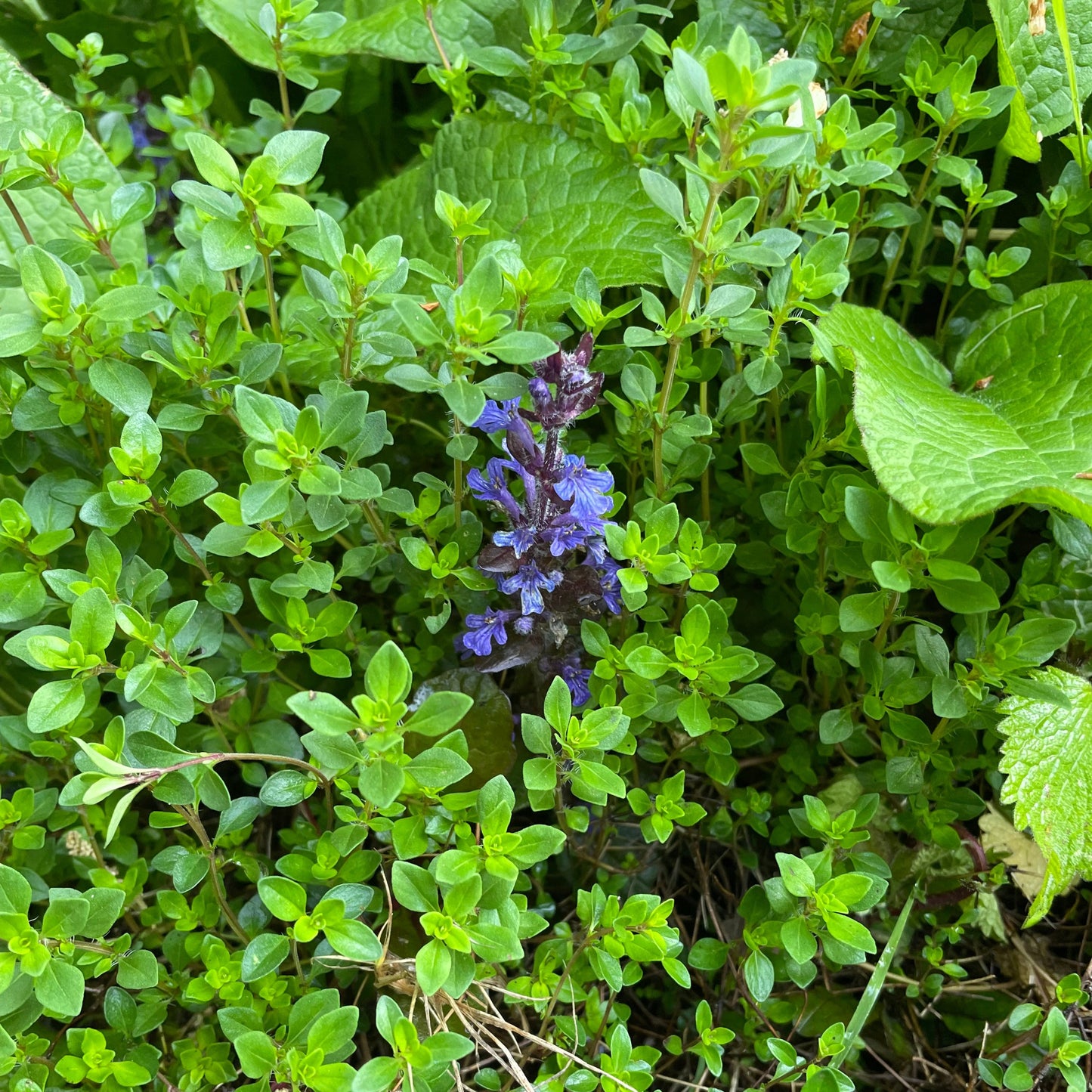 Herbal Pillow: Thyme