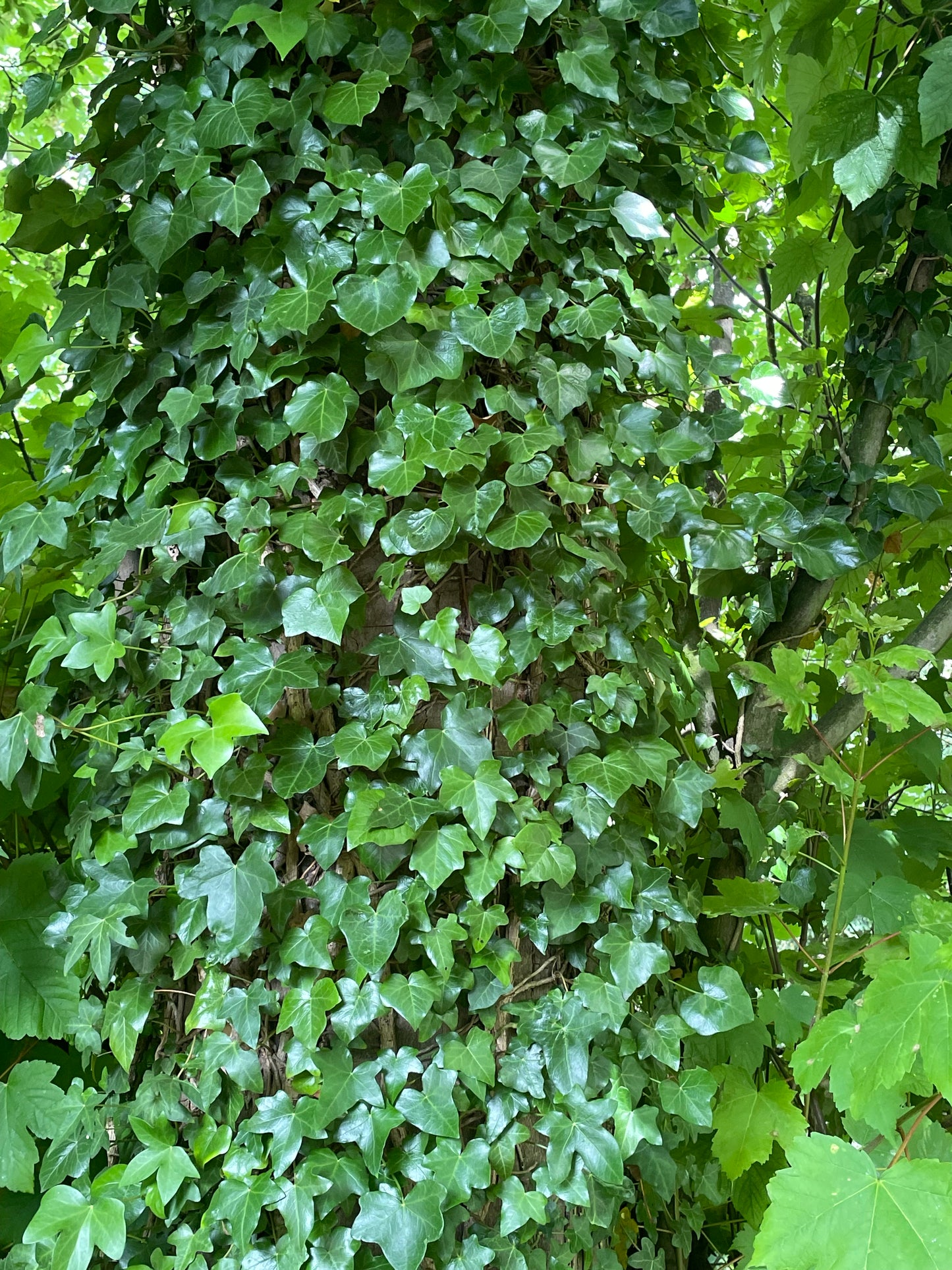 Naturally Dyed Organic Cotton Shawl: Ivy