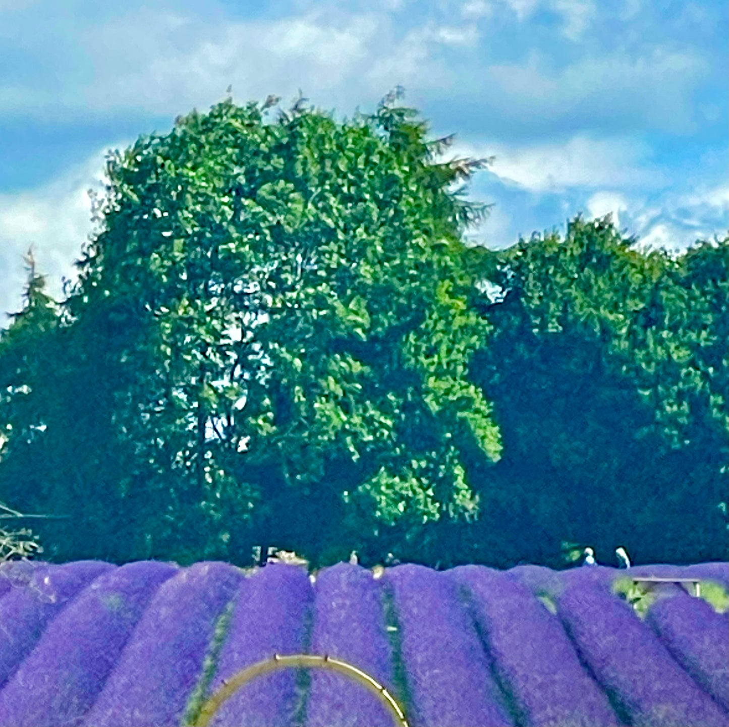 Lavender Hanging Bag: Lavender