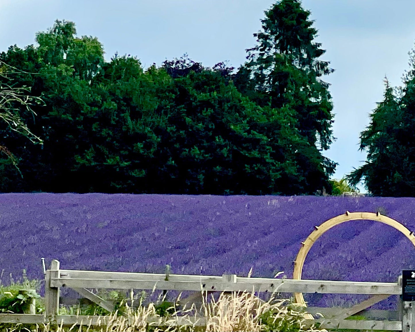 Lavender Sack