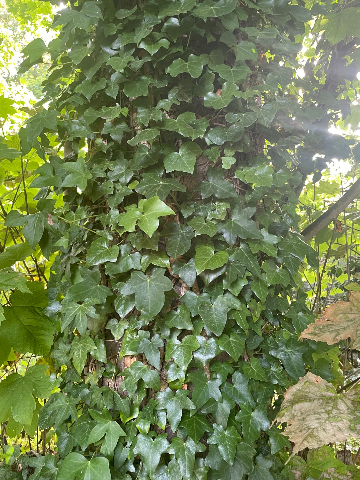 Naturally Dyed Organic Cotton Scarf: Ivy