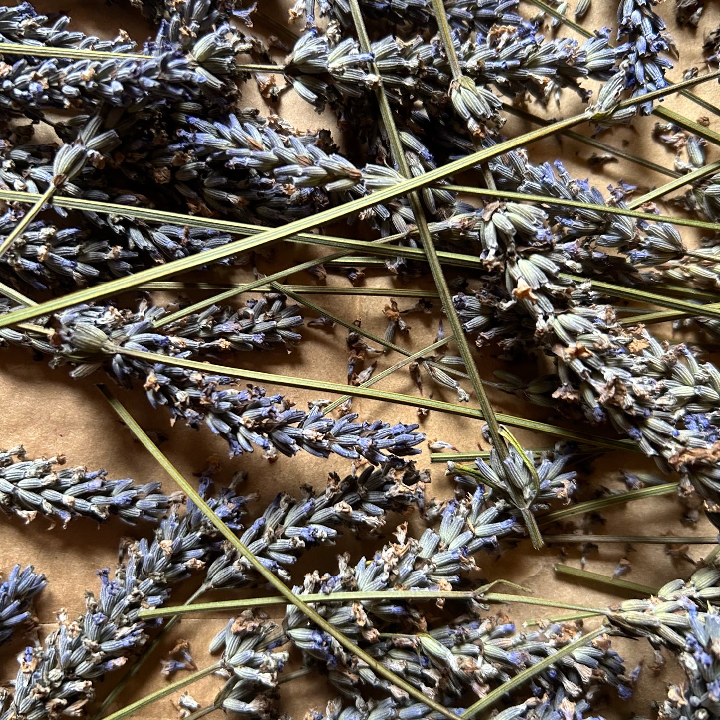 Coasters Set: Lavender